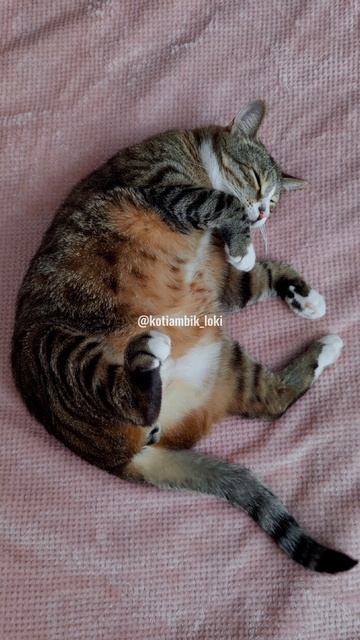 Позирование на диване😸