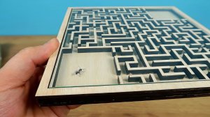 Найдет ли Муравей выход из настоящего лабиринта? Муравей VS Лабиринт