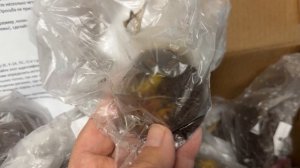 Лилии🌿 из Пулков Сад🌿