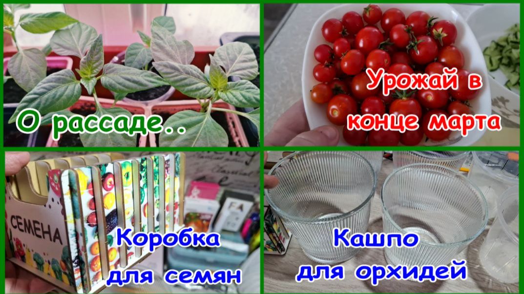 Живем просто/Рассада/Цветник в воде/Полезные покупки на ВБ