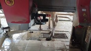 Нижняя береске, Аннинский район, СХПК Ленино