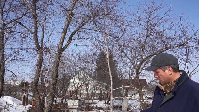 Груша шпалера