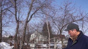 Груша шпалера