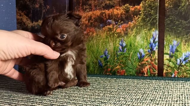 Ермак нашел НОВЫЙ дом 07/04/26 есть другие щенки+79215950848 #купить_чихуахуа_продаю_щенка