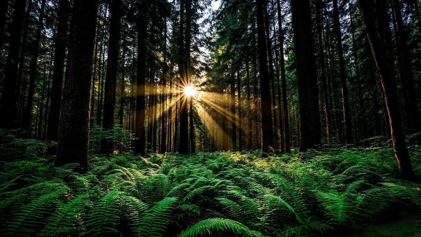 Лес. Слова А.Треффер