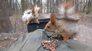 Голодные белки. Зарисовка