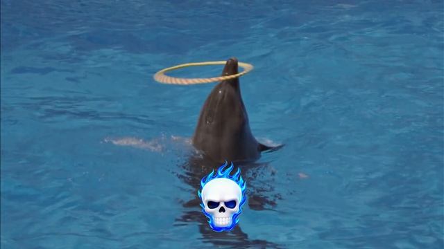 sigma dolfin VS soccer