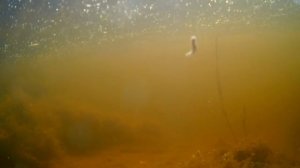 Река Северная Двина под водой