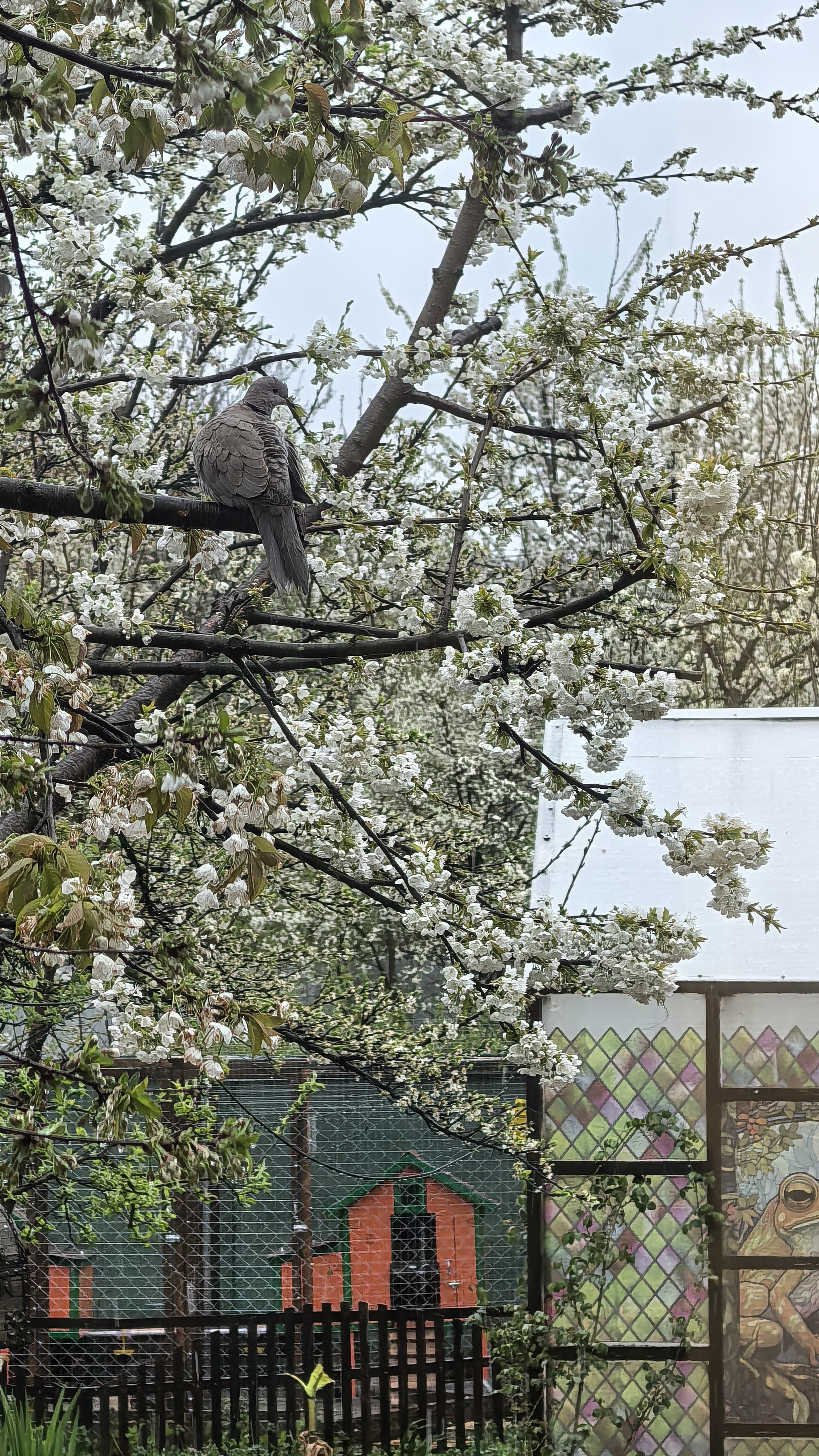 Краснодар 7 апреля снег