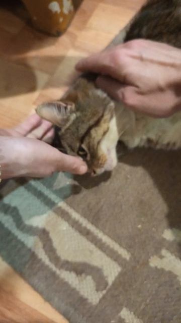 самый любимчик кот просто за пять дней у нас остался и ждал своей смерти и умирал мучительно