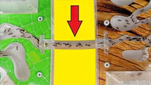 Великое переселение Жнецов в новый формикарий! В Инкубаторе пополнение! alex boyko