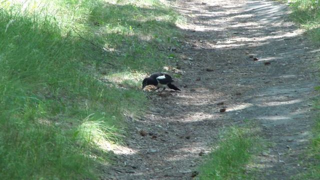 Сорочата изучают мир