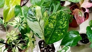 Выставка в Краснодаре 28-29 марта. ТРК Галактика, 3 часть.