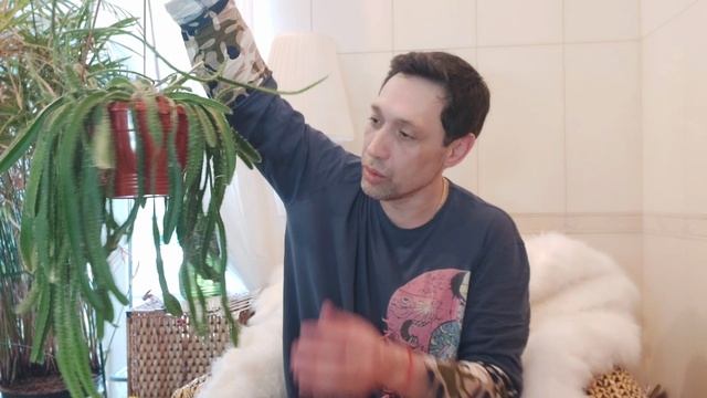 Кактус Питахайя питайя драгонфрут новинка