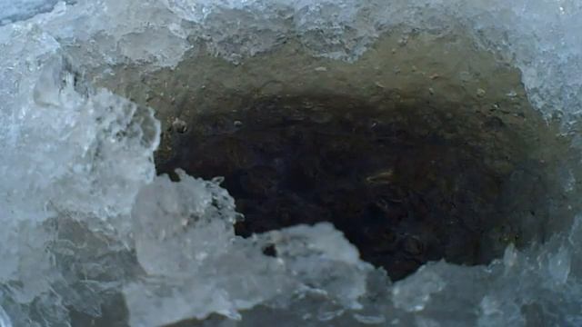 Вся рыба клюёт на такого опарыша! Окунь, плотва, голавль на зимней рыбалке