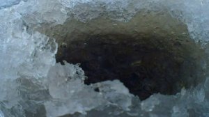 Вся рыба клюёт на такого опарыша! Окунь, плотва, голавль на зимней рыбалке