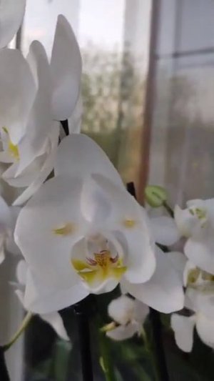 Фаленопсис белый триллипс и фаленопсис белый бабочка - мои покупки на весеннем орхидиуме.