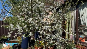 Гуляем, погода сегодня хорошая и все вокруг цветет.