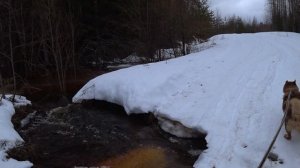 Весенняя охота на медведя-проверка привады.релакс души.ВЕСНА ИДЁТ
