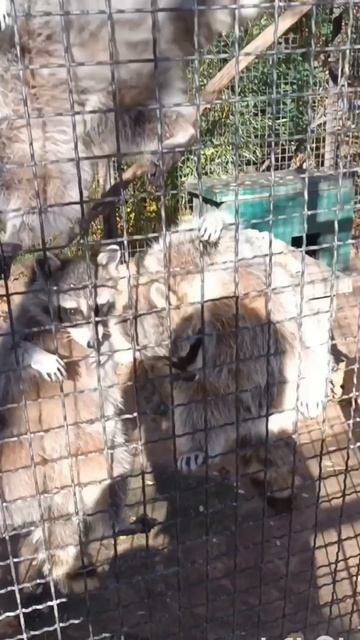 ЖИЗНЕРАДОСТНЫЕ КРЫМСКИЕ ЕНОТЫ...