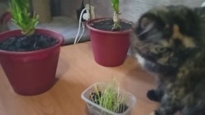 А ВЫ САДИТЕ КОШКАМ ТРАВКУ ?