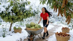 Собираем урожай сметанного яблока и тамаринда, чтобы продавать и готовить каждый день — садоводство.