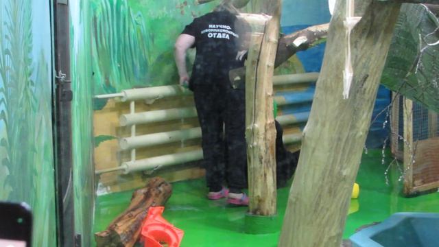 Малайский медвежонок-новый житель зоопарка