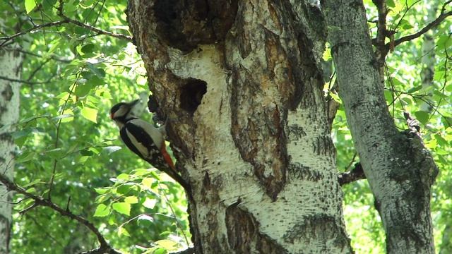 Семейство дятлов. Часть 2 (большой пестрый дятел)