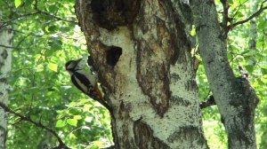 Семейство дятлов. Часть 2 (большой пестрый дятел)