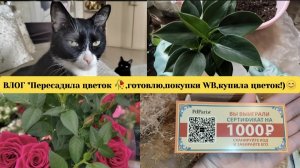 ВЛОГ"Пересадила цветок 🥀,готовлю,покупки WB,купила цветок!)😊"