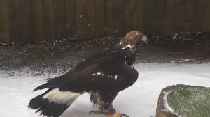 Музей природы и соколиной охоты