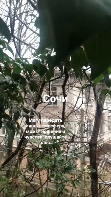 Сочи зимой, декабрь