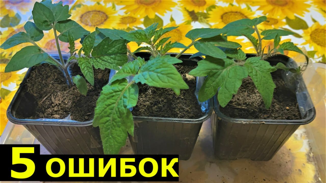 Ошибки начинающих при ВЫРАЩИВАНИИ РАССАДЫ томатов