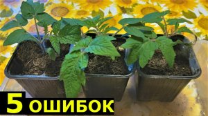 Ошибки начинающих при ВЫРАЩИВАНИИ РАССАДЫ томатов