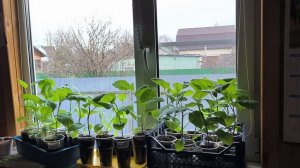 Утро на даче