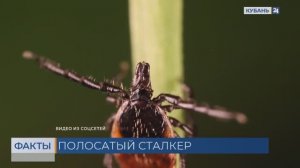 На клещей-сталкеров пожаловались жители Краснодарского края
