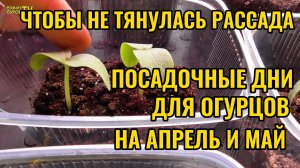 Попробуйте так посеять ОГУРЦЫ в АПРЕЛЕ и МАЕ и получите сильную рассаду без вытягивания