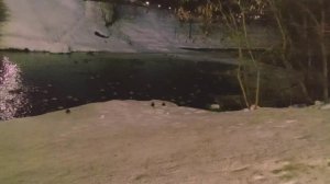 Как зимуют утки в городе