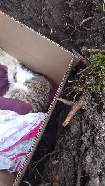 умер наш любимый кот по кличке тигр и мы его похоронили в саду