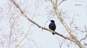 Погода в Братске и районе 8–11 апреля: метель, гололедица и резкое похолодание