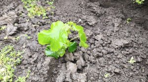 Полив винограда, и другие ответы на ваши вопросы в комментариях