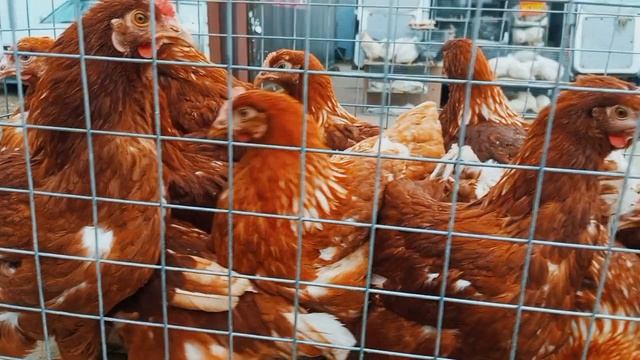 На прилавках Тихорецка появилась живность