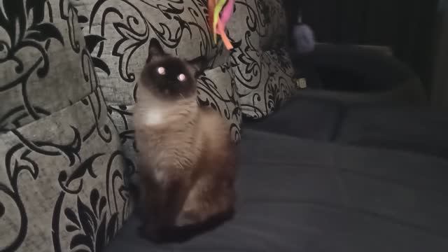 МУСЯ.  ЗНАКОМСТВО С УДОЧКОЙ