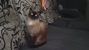 МУСЯ.  ЗНАКОМСТВО С УДОЧКОЙ