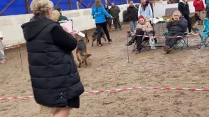 ЮНИОРЫ КОБЕЛИ / КЧК ВОЛОГДА 4 апреля`26 А.Буйнова Моно немецких овчарок