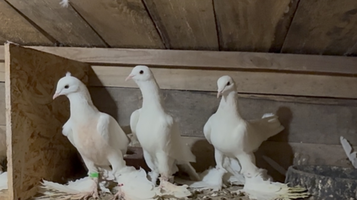 Сбылась мечта идиота.Иранские голуби  Пар-Парли.(Тебризы)