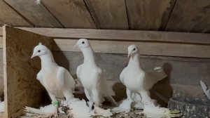 Сбылась мечта идиота.Иранские голуби  Пар-Парли.(Тебризы)