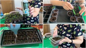 5 апреля. ЧЕМ ПОДКОРМИТЬ РАССАДУ. ПИКИРОВКА цветов.