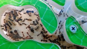 Как выгнать муравьев с арены? Генеральная уборка формикария!