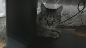 КТО РАЗГОВАРИВАЕТ?.Видео Татьяны Крестьянсковой